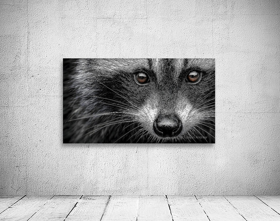 Bandit – Raccoon Portrait Art Print Wall Preview