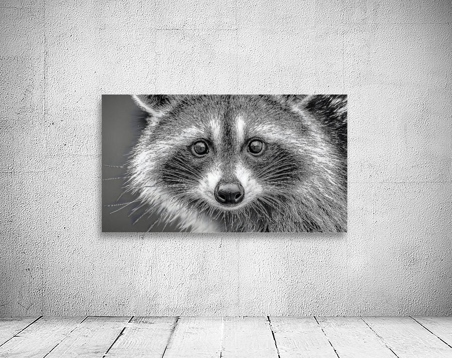 Masked Intentions – Raccoon Portrait Art Print Wall Preview