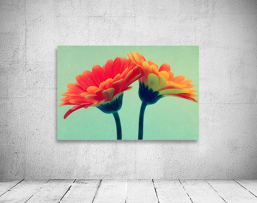 Sunlit Gerberas – Modern Botanical Art Print Wall Preview