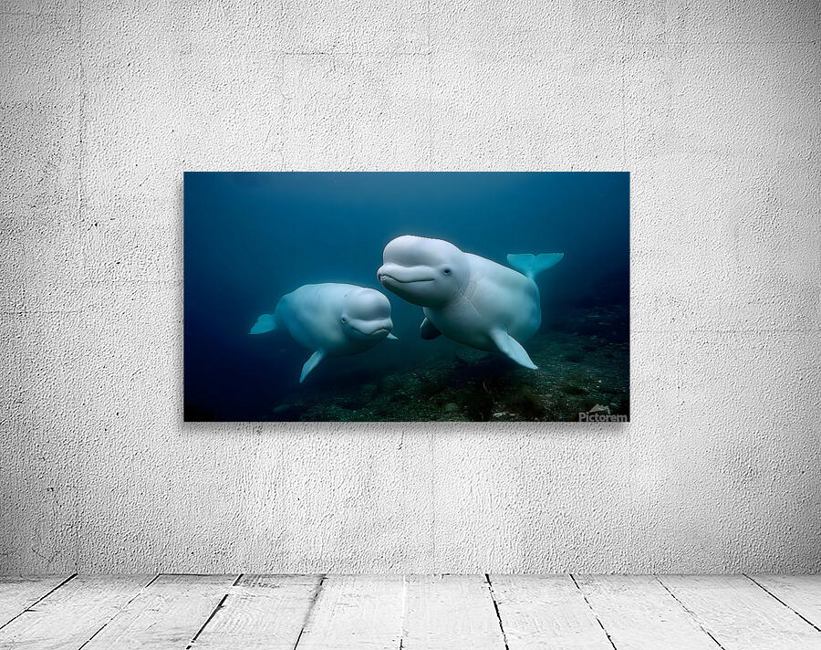 Blue Silence – Belugas in Still Water Print Wall Preview