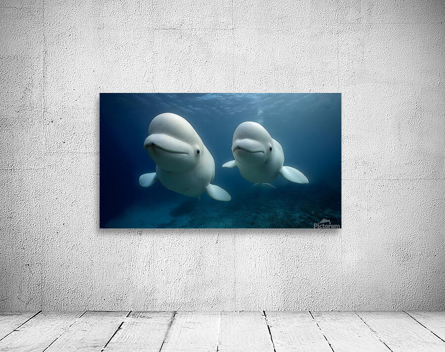 Arctic Companions – Beluga Whales Print Wall Preview