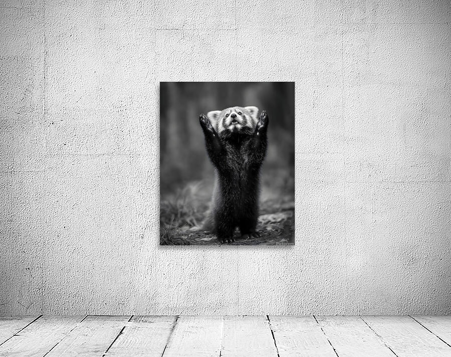 Standing Ovation – Red Panda Print Wall Preview