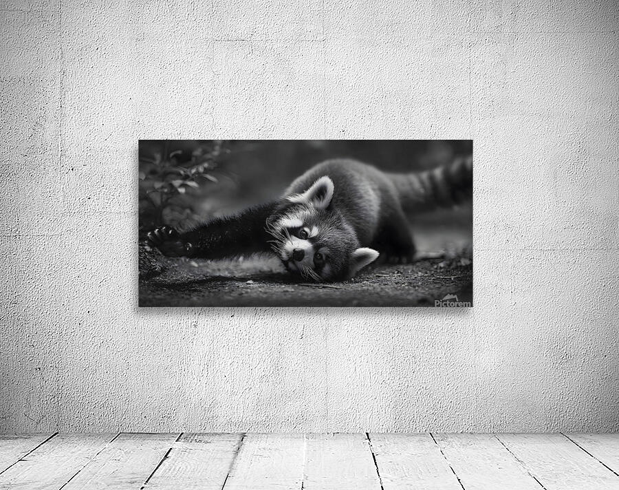 Morning Stretch – Red Panda Monochrome Print Wall Preview