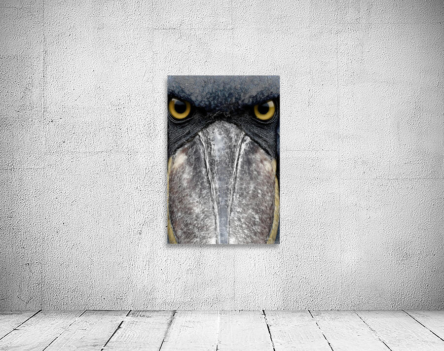 Prehistoric Stare – Present Day Shoebill Print Wall Preview