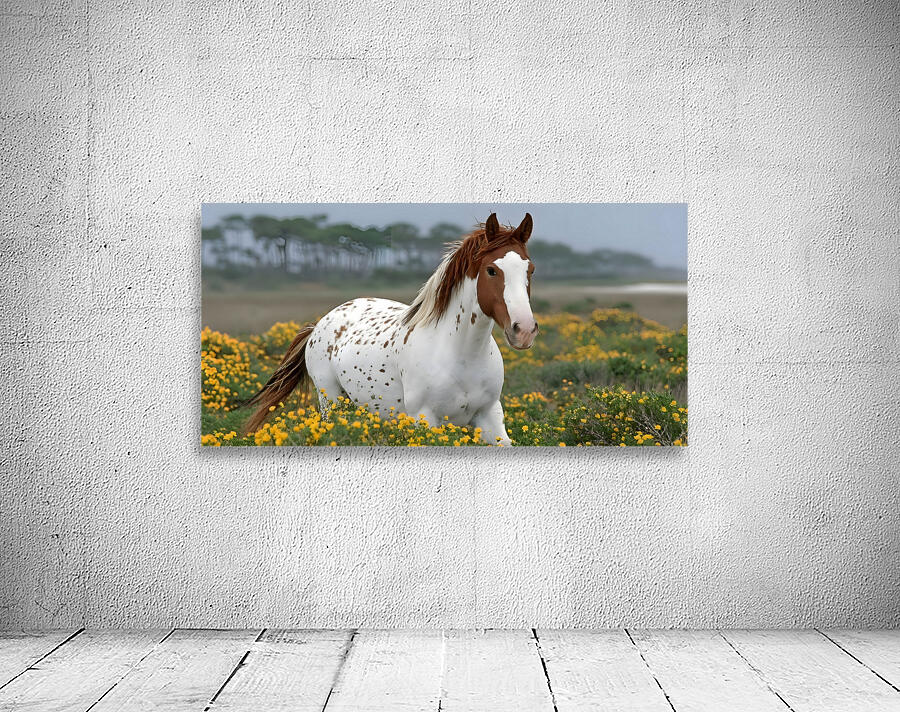 Wild Blossom – Spotted Appaloosa Horse Print Wall Preview