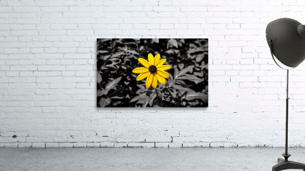 Golden Defiance – Yellow Flower in Monochrome Field Print Wall Preview