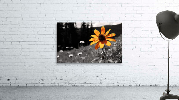 Wild Solitude – Orange Flower in Mountain Meadow Print Wall Preview