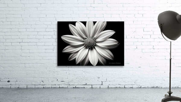 Echo in Silence – Monochrome Bloom Print Wall Preview