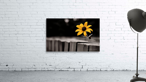 Defiant Bloom – Yellow Flower on Fence Print Wall Preview