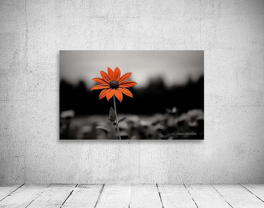 Solitary Flame – Orange Daisy in the Dark Print Wall Preview