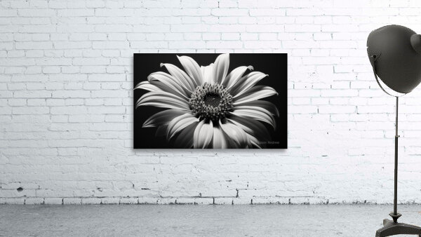 Shadow Bloom – Black and White Sunflower Portrait Print Wall Preview