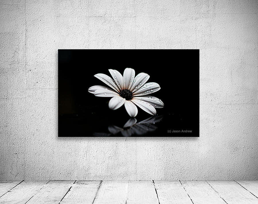 Whisper Bloom – Minimalist Daisy on Black Print Wall Preview