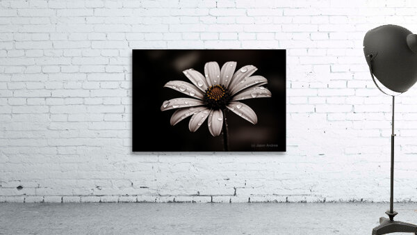After the Rain – Dew-Kissed Daisy in Monochrome Wall Preview