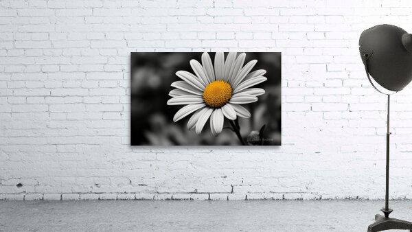 Amber Whisper – Yellow Petal Accent Print Wall Preview