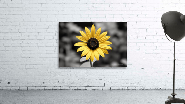 Golden Solitude – Single Yellow Daisy Print Wall Preview