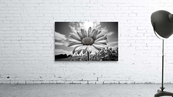 Summer’s Echo – Black and White Sunflower Field Print Wall Preview