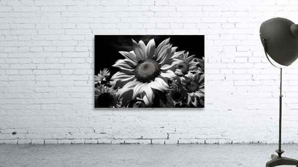 Golden Accent – Part-Color Sunflower Study Print Wall Preview