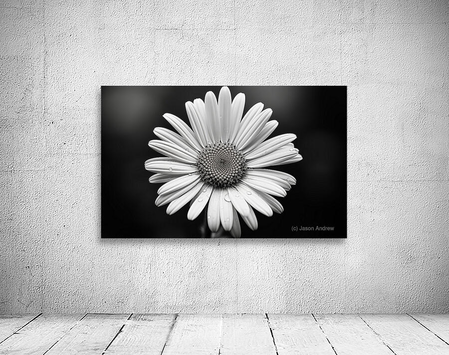 Monochrome Majesty – Sunflower in Black and White Print Wall Preview