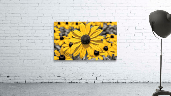 Radiant Reverie – Yellow Blossom Panorama Print Wall Preview