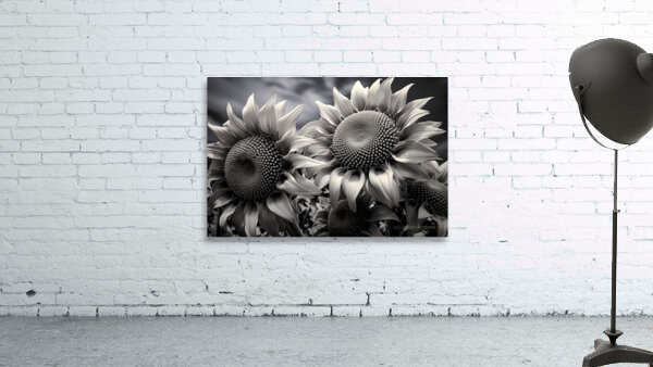 Sunlit Shadows – Dual Sunflower Study Print Wall Preview