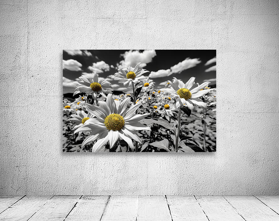 Whispers of Light – Monochrome Daisy Field Print Wall Preview