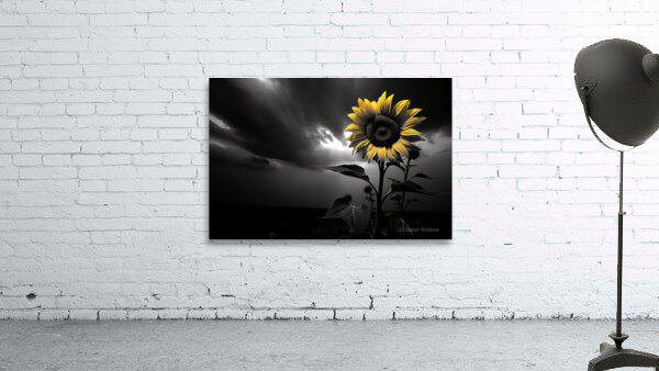 Hope in Bloom – Selective Color Sunflower Print Wall Preview