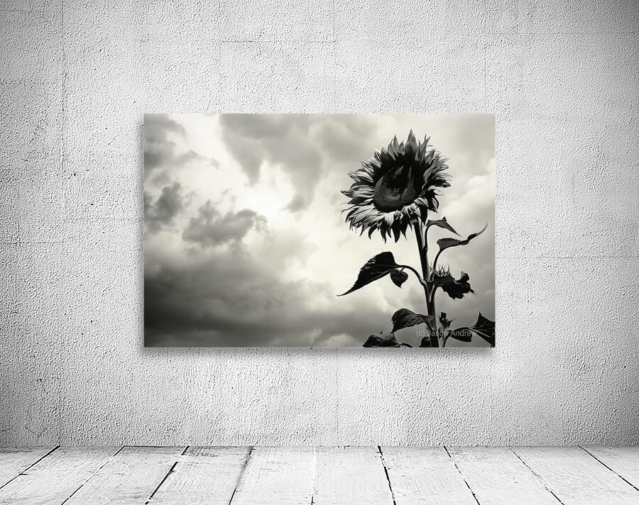 Stormwatch – Sunflower Under Clouded Sky Print Wall Preview
