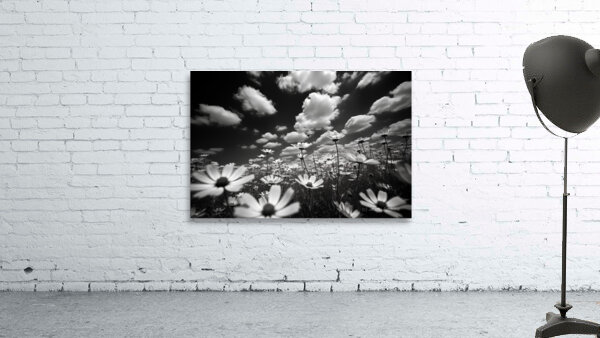 Whispers of the Sky – Monochrome Daisy Field Print Wall Preview