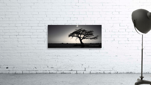 Lone Acacia – Minimalist Tree Landscape Print Wall Preview