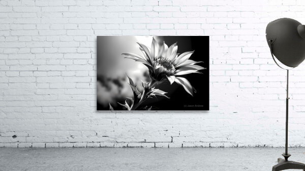 Sunflower Monochrome – Black & White Botanical Study Wall Preview