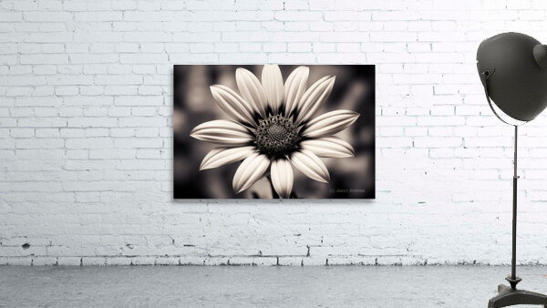 Blind Eyed – Monochrome Daisy Macro Art Print Wall Preview