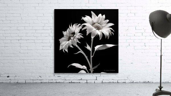 Ineffable – Black & White Twin Sunflower Art Print Wall Preview