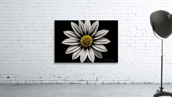 Resplendent – Luminous Daisy Monochrome Art Print Wall Preview