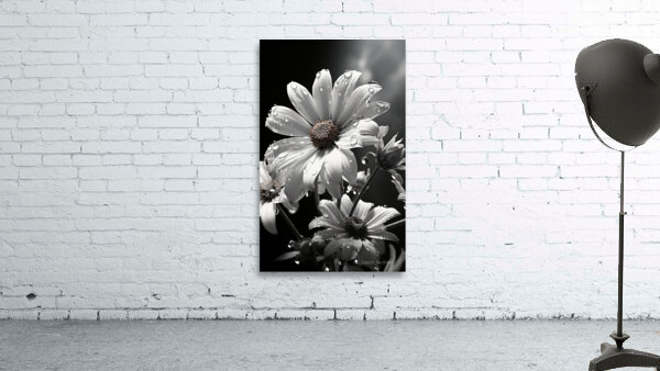 Bloomed Affinity – Monochrome Daisy Duo Art Print Wall Preview