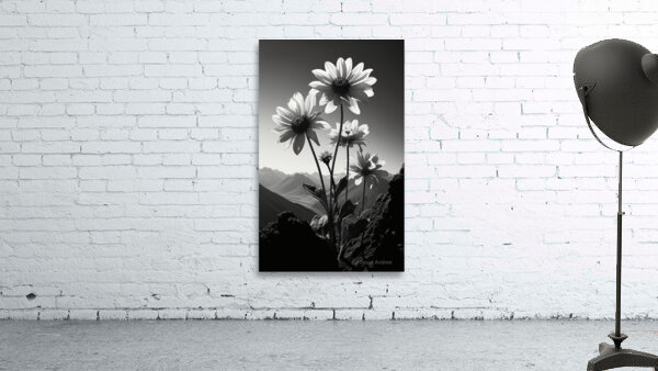 Soulful Blooms – Black & White Sunflower Art Print Wall Preview