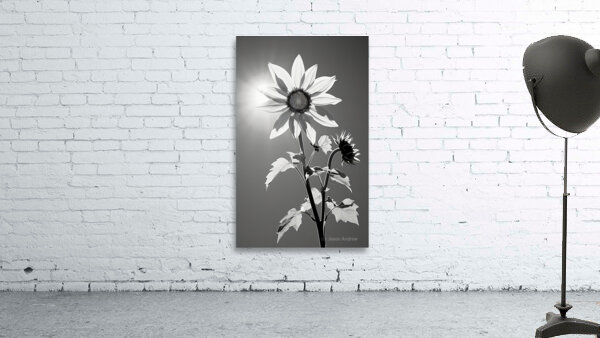 SPF - Sunlit Sunflower Monochrome Art Print Wall Preview
