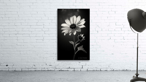 The Grace of Golden Hours – Monochrome Floral Art Print Wall Preview