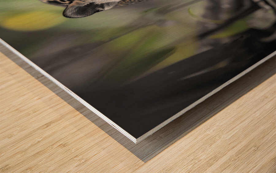 Innocent Innocent Prowler - Wild Feline Portrait Art Prints Wood print