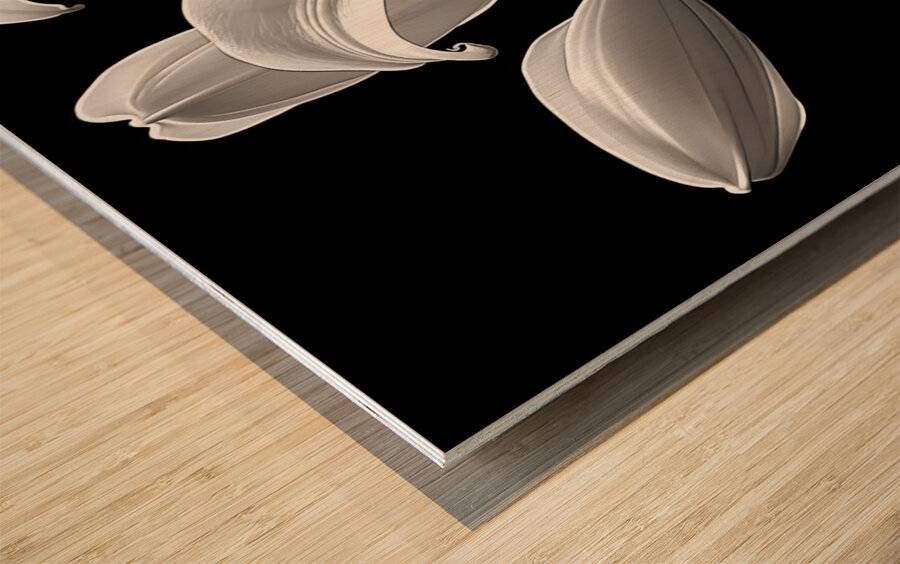 Lily Of The Light - Monochrome Lily Floral Art Prints Wood print