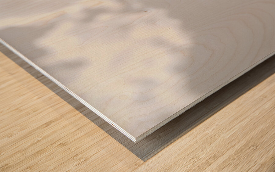 Helianthus Debilis - Botanical Sunflower Study Art Prints Wood print