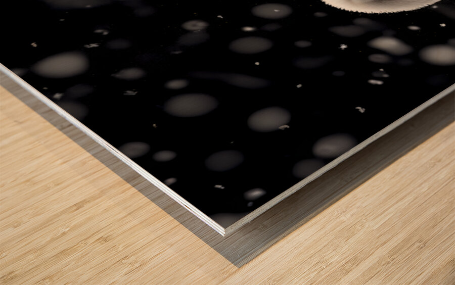 True Love - Swan Romance Art Prints Wood print