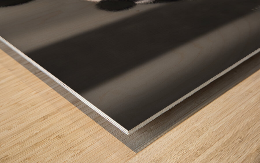 Stealth Mode - Bear Portrait Art Prints Wood print