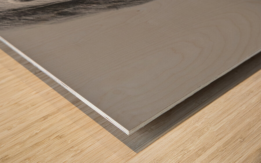 Apex Predator – Bear Portrait Art Print Wood print