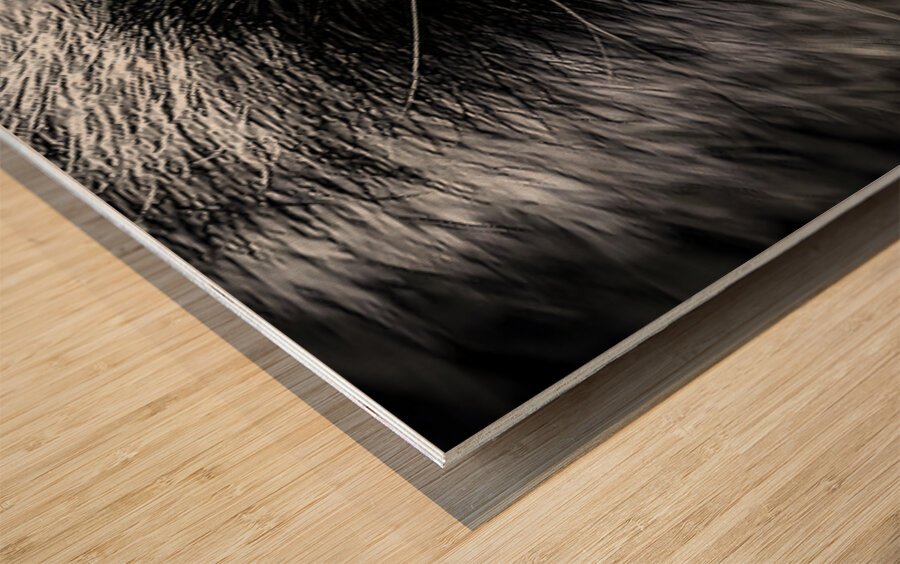 Bandit – Raccoon Portrait Art Print Wood print