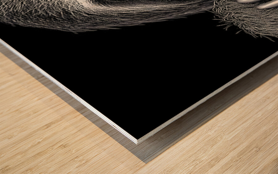 Sloth – Wildlife Portrait Art Print Wood print