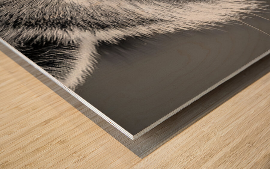 Masked Intentions – Raccoon Portrait Art Print Wood print