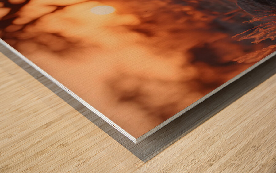 The Gaze – Wildlife Portrait Art Print Impression sur bois