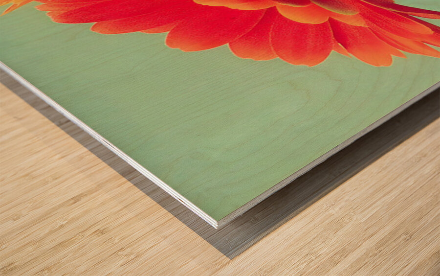 Sunlit Gerberas – Modern Botanical Art Print Impression sur bois