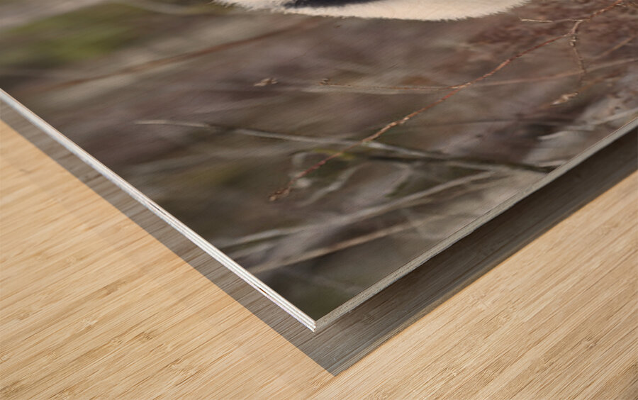 Panda Kin - Wildlife Companions Print Impression sur bois