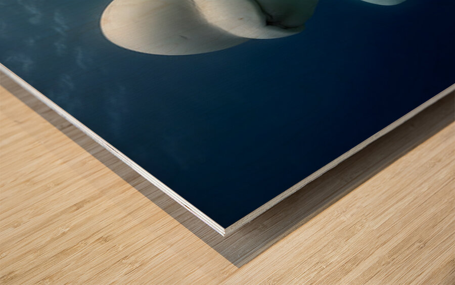 Arctic Companions – Beluga Whales Print Wood print